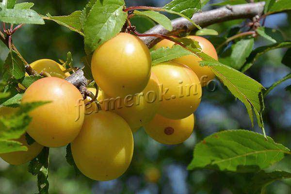 Слива смолинка — вкусный и крупноплодный сорт