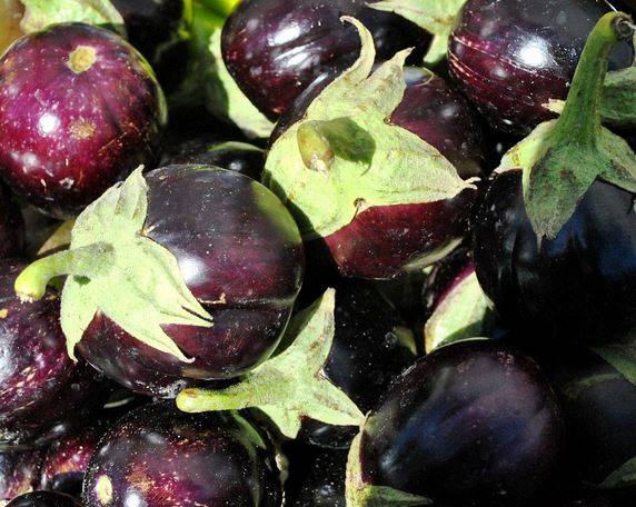 Баклажаны: сорта и выращивание