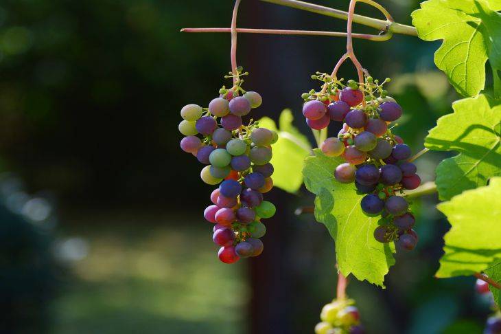 Способы размножения винограда черенками