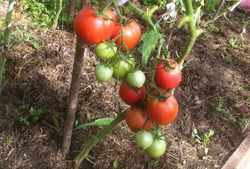 Специфика выращивания и описание томата сорта моя любовь