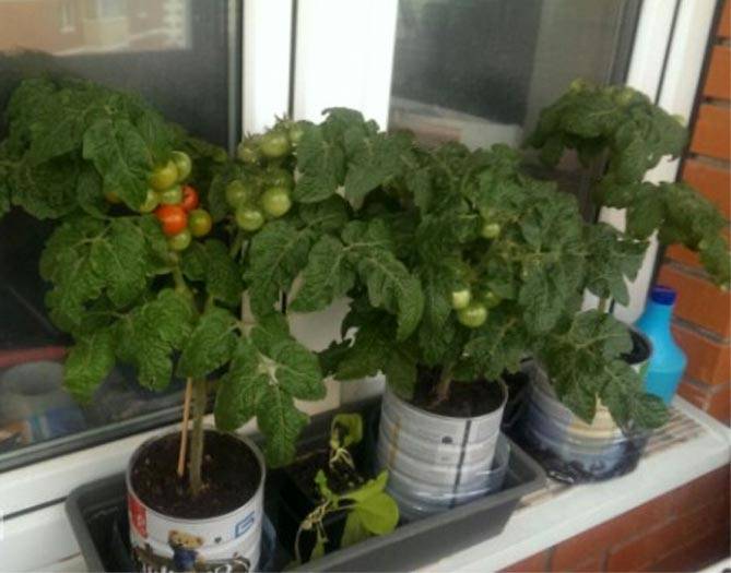 Как вырастить дома помидоры «балконное чудо»?