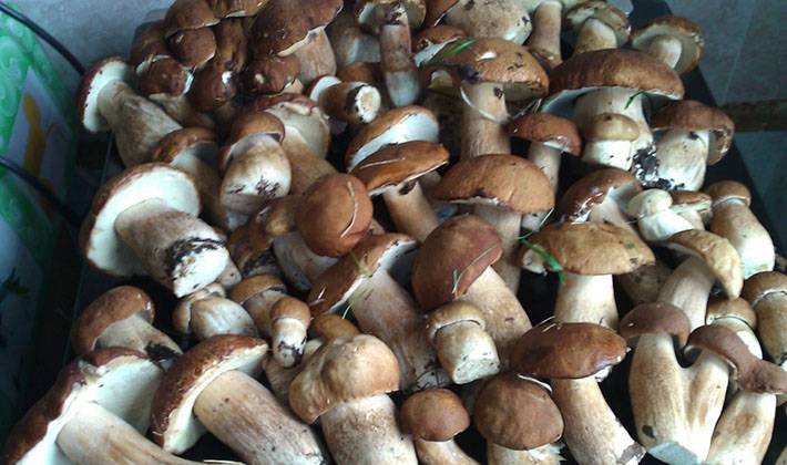 Как правильно заморозить белые грибы на зиму