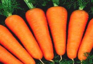 Характеристика и урожайность сорта моркови Канада