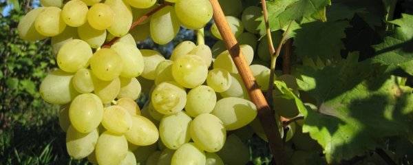 Десертные и винные сорта винограда: лучшие из лучших