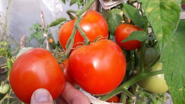 Характеристика и описание сорта томата краснобай, его урожайность