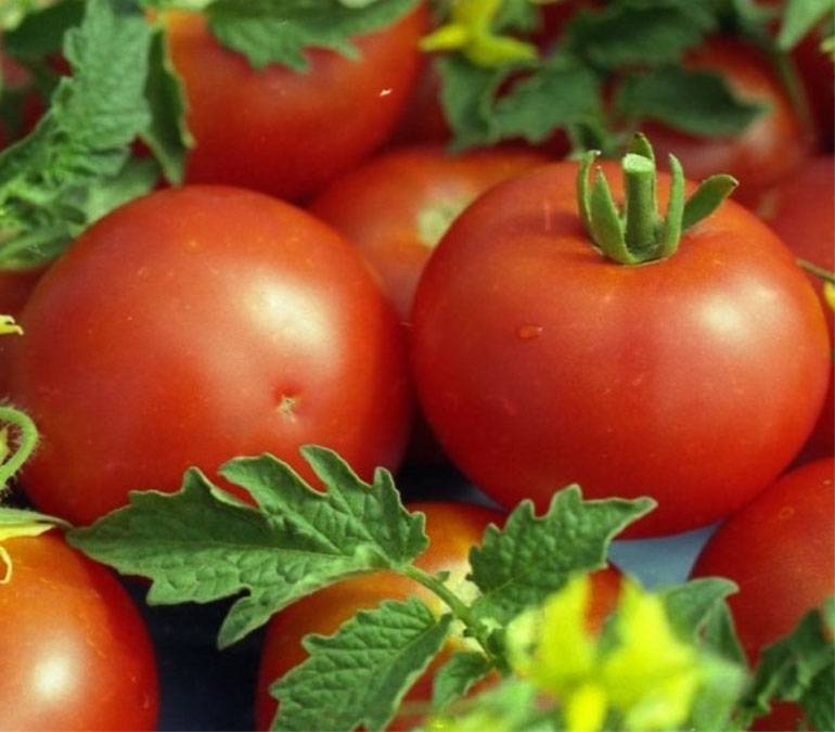 Сорт томата «малиновый гигант»: описание, характеристика, посев на рассаду, подкормка, урожайность, фото, видео и самые распространенные болезни томатов