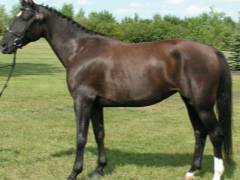 Характеристика и описание карачаевской породы лошадей