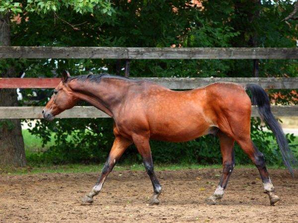 Основные характеристики ганноверской лошади