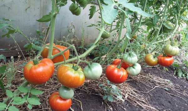 Популярные помидоры с великолепным вкусом — томаты хлебосольные: описание сорта, характеристика, фото