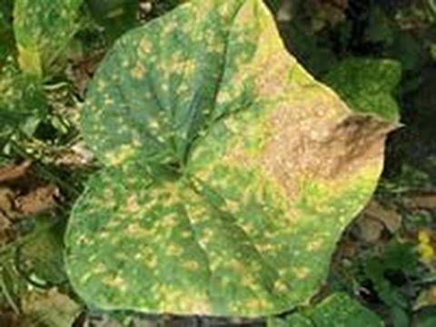 Желтые пятна на листьях огурцов: причины появления, методы лечения