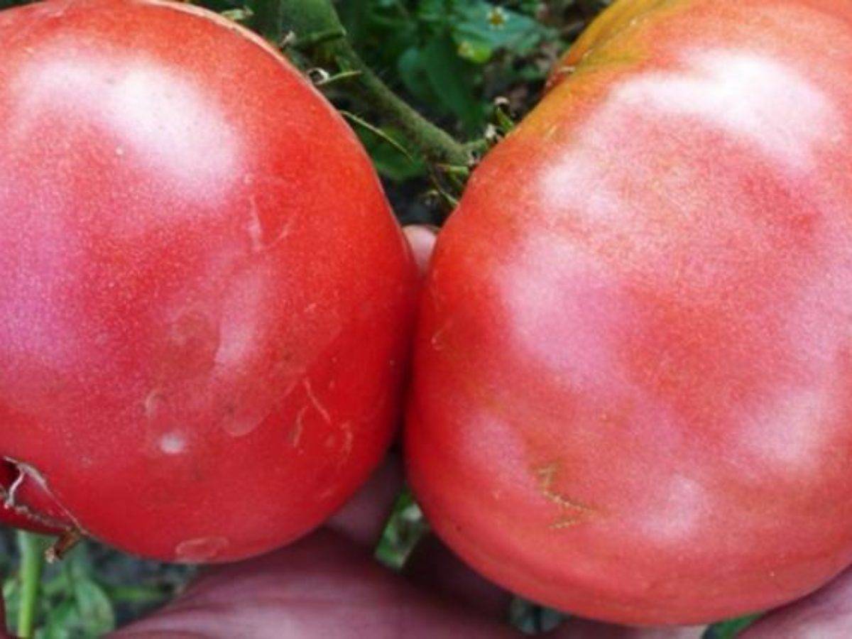 Крупноплодный сорт томата «медовый гигант»: описание, характеристика, посев на рассаду, подкормка, урожайность, фото, видео и самые распространенные болезни томатов
