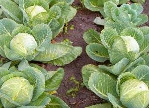 Удобрения для капусты — особенности и правила применения