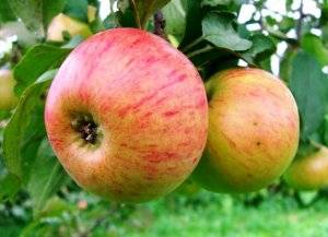 Сорт яблони мечта — подробная информация