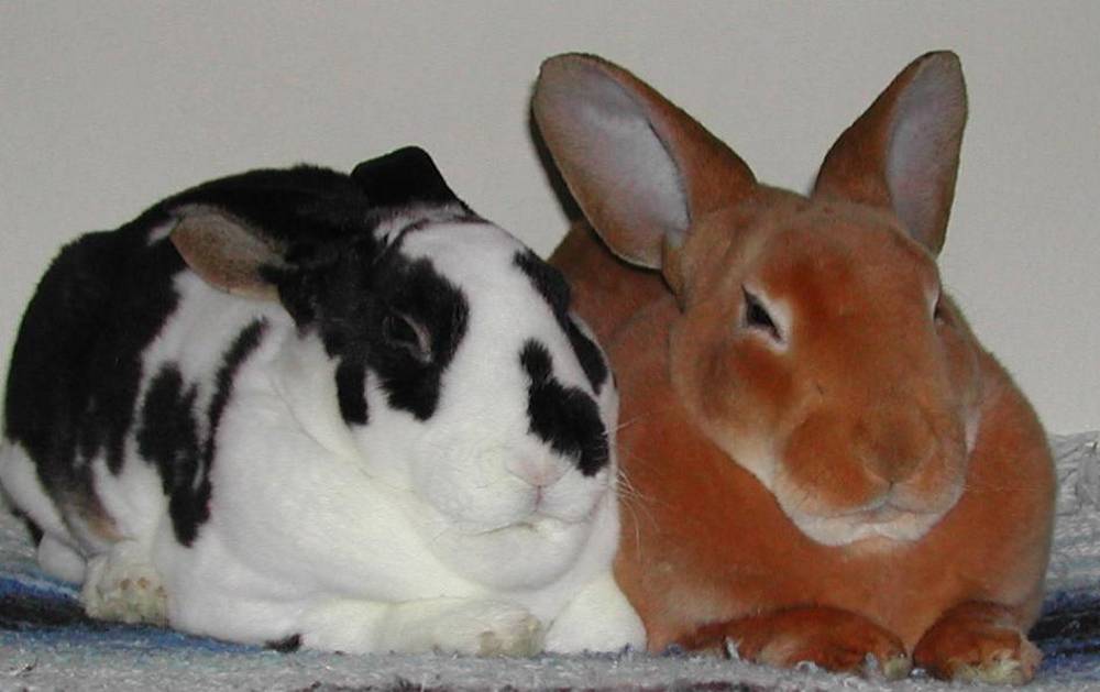 Характеристики продуктивности кроликов рекс
