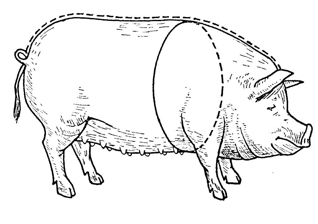 Как определить вес свиньи: несколько способов