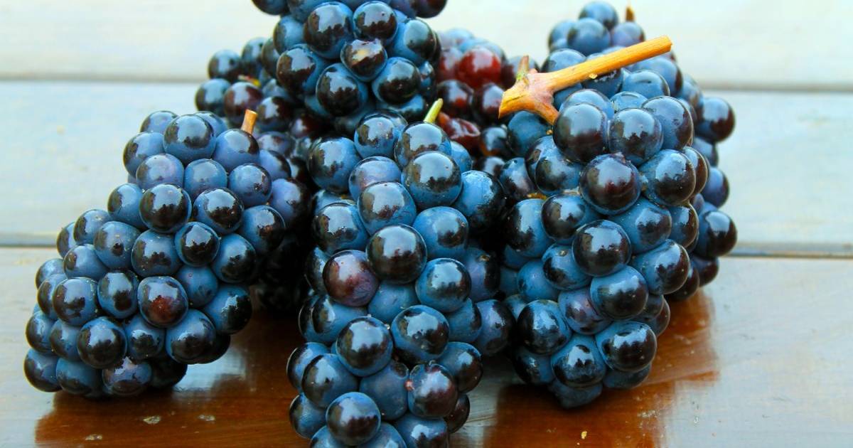 Домашнее вино из черники — простой рецепт