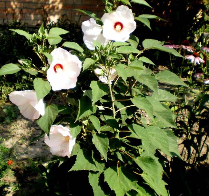 Гибискус садовый: особенности выращивания в открытом грунте