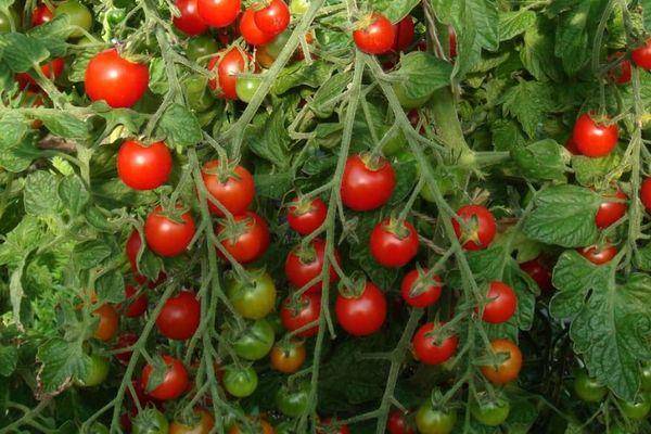 Томат суперстар: характеристика и описание сорта, урожайность с фото