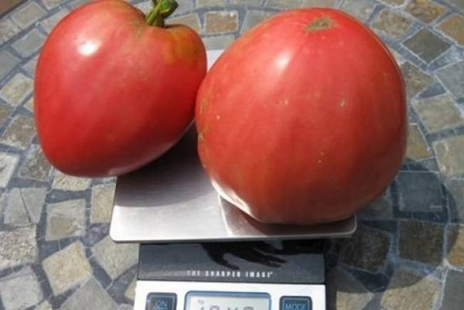Великолепный томат «сенсей» — описание сорта, характеристика и фото