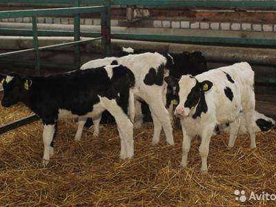 Голштинская порода коров – все об уходе за самой популярной породой