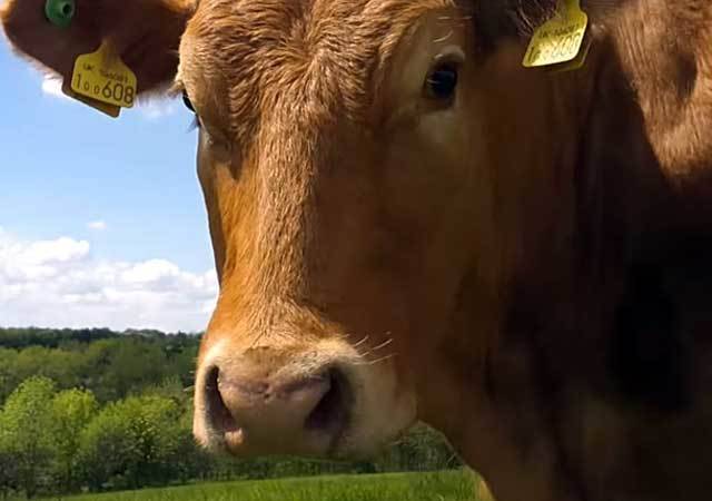 Строение вымени коровы, связанные болезни и их лечение
