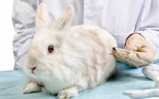 Вирусная геморрагическая болезнь кроликов (вгбк)