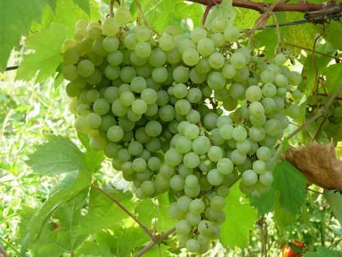 Виноград в сибири для начинающих: посадка и уход