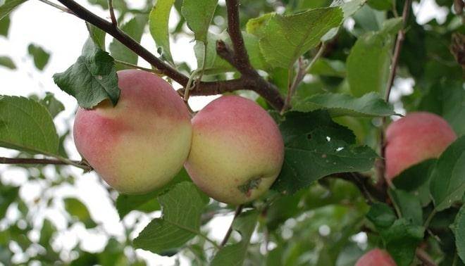 Идеальные для повидла и желе яблоки сорта курнаковский