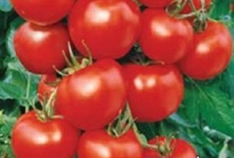 Сорт помидоров с говорящим названием — томат «соседская зависть f1»: чем хорош и как его правильно выращивать