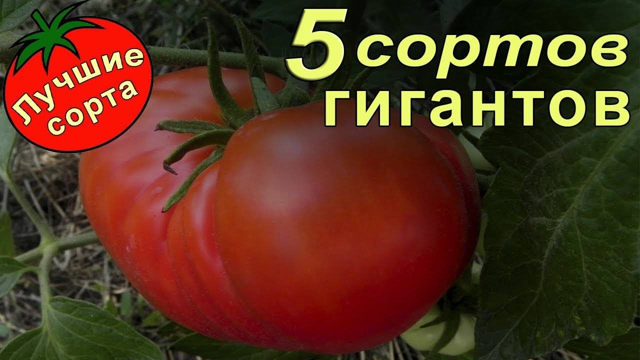 Описание сорта томата яша югославский, особенности ухода за растением