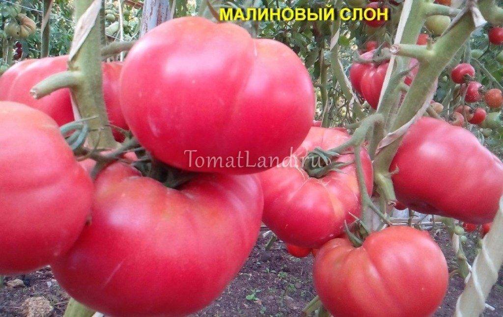 Сорт томата картофельный
