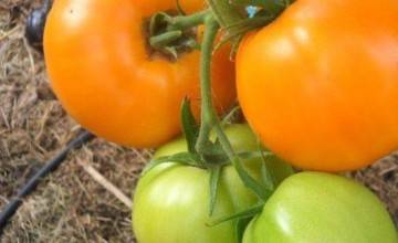 Особенности выращивания, характеристика и описание сорта помидор чио чио сан