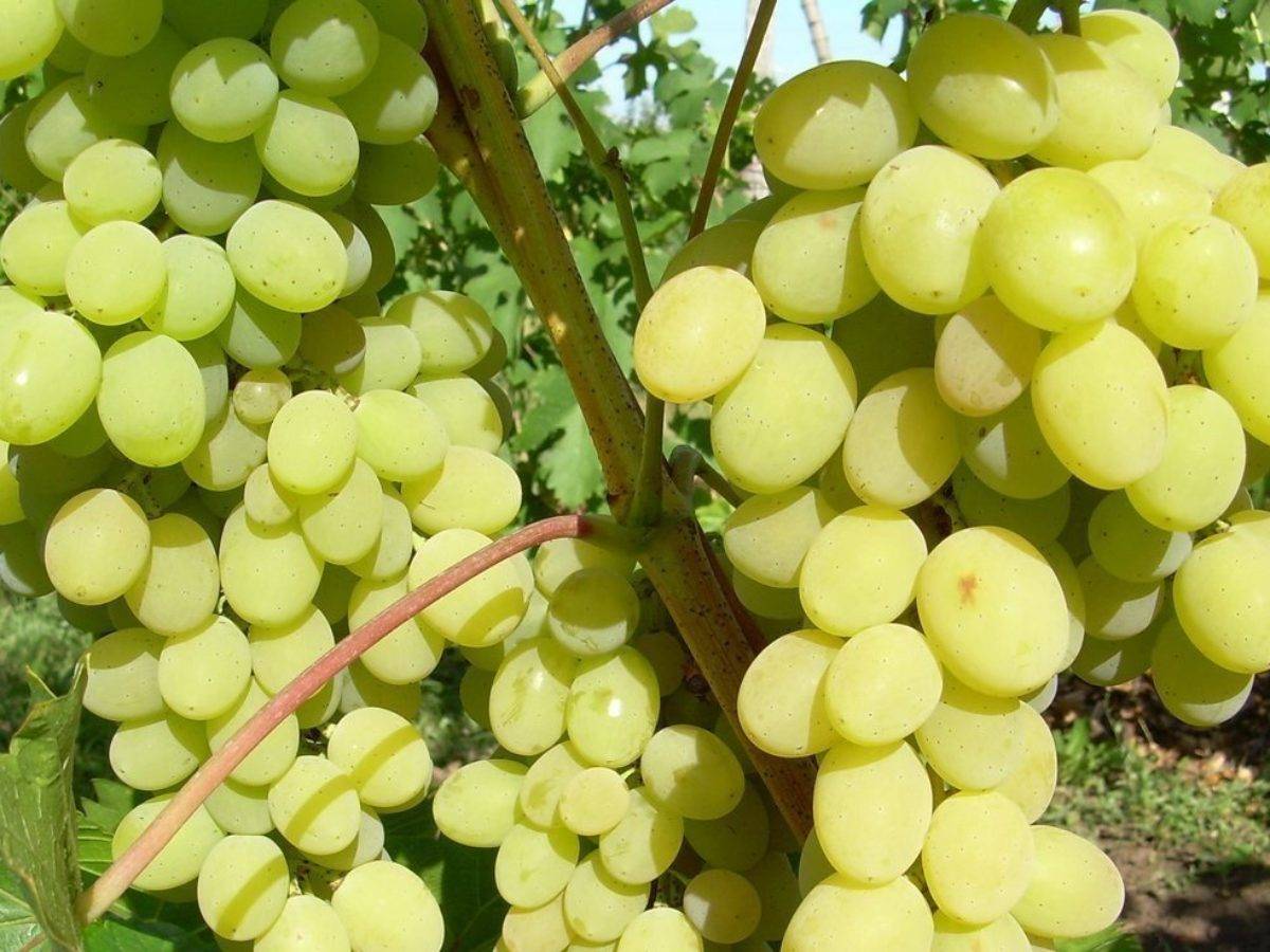 Как выращивать виноград в средней полосе россии