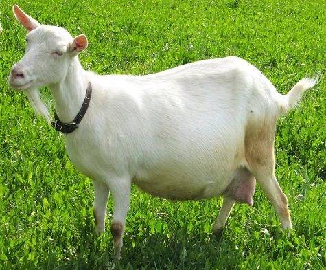 Мастит у козы: причины, лечение в домашних условиях
