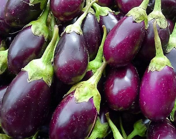 Выращивание баклажанов в сибири – лучшие сорта и правила выращивания