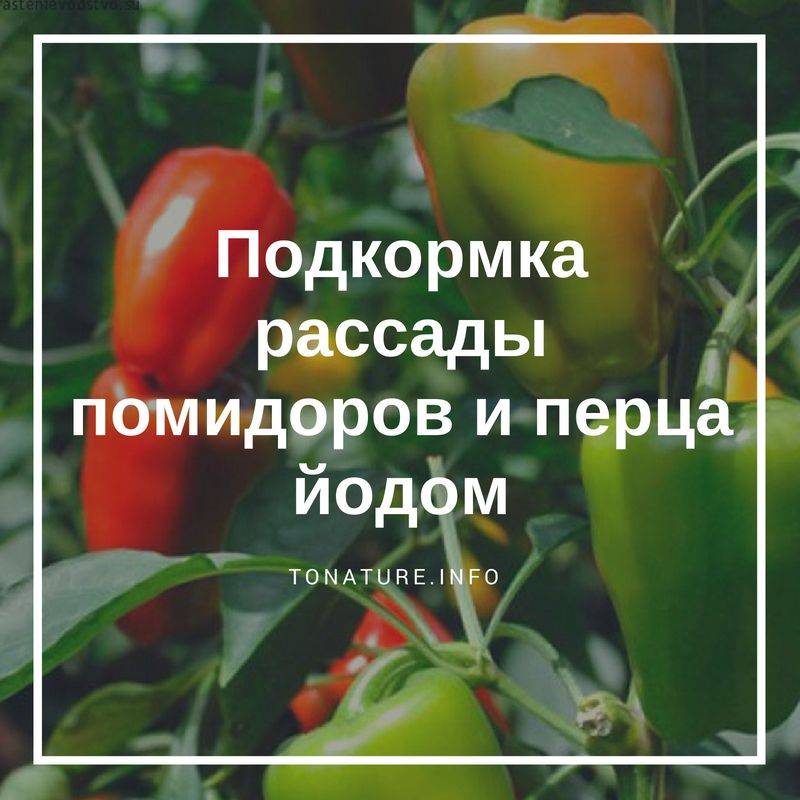 Народные подкормки томатов и огурцов – проверенные рецепты