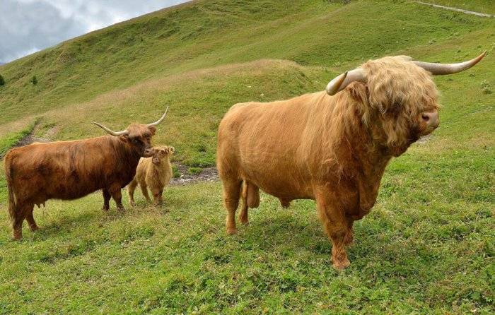Преимущества шотландской породы коров, правила кормления и особенности содержания