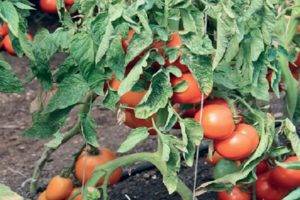 Томат петр великий f1 — описание сорта, фото, урожайность и отзывы садоводов