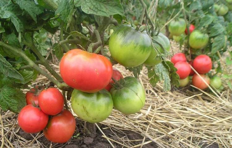 Маленькие рекордсмены по скороспелости: подбираем низкорослые помидоры для своего участка