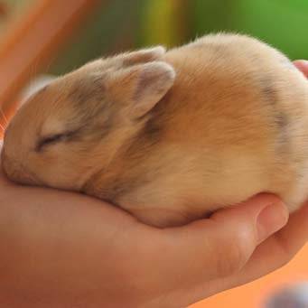 Почему чихают кролики и что делать, методы лечения и способы профилактики