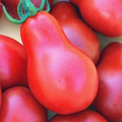 Оранжевые плоды, устойчивые к болезням — томат медовый налив: подробное описание сорта