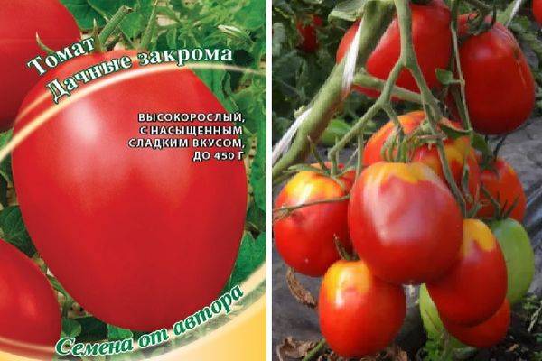 Описание сорта томата Дачные закрома и его характеристика