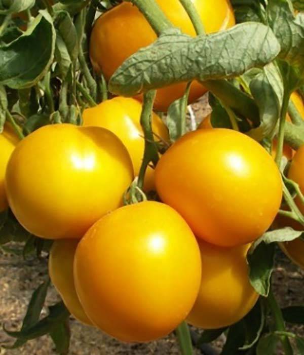 Сортовые особенности томата персей
