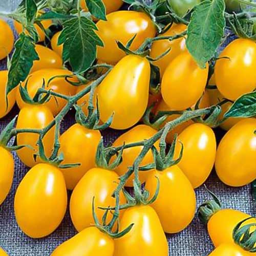 Как выращивать желтые помидоры?