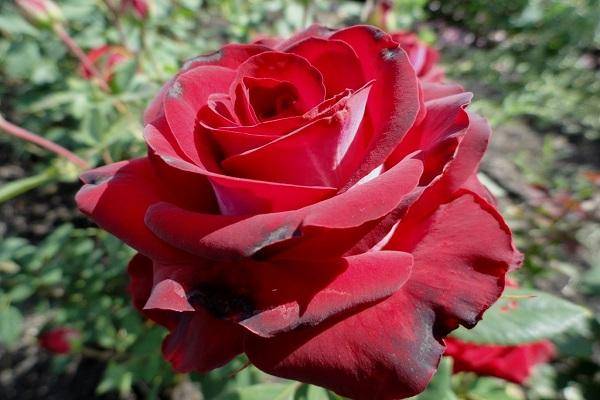 Описание и правила выращивания гибридной розы сорта Госпел
