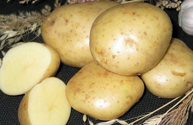 Характеристика и описание картофеля «рябинушка»