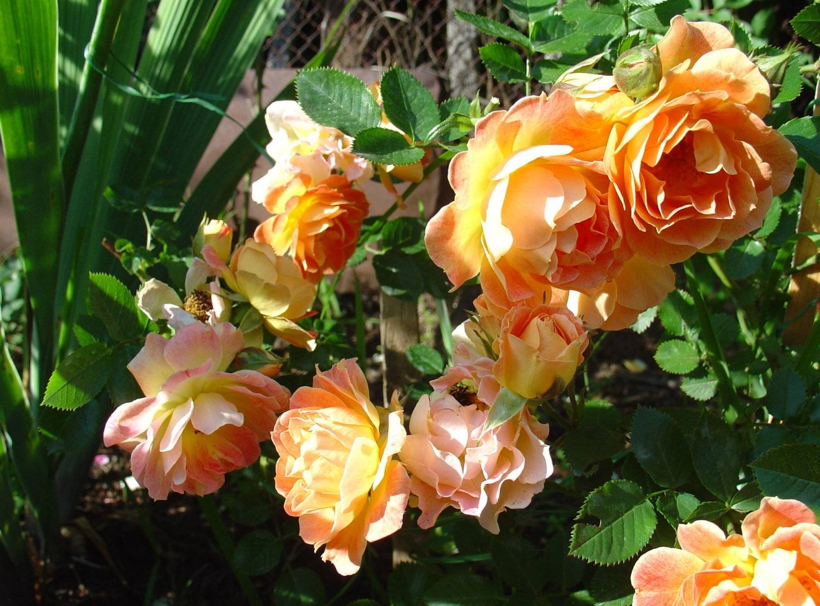 Выращивание почвопокровных роз – посадка и уход в саду