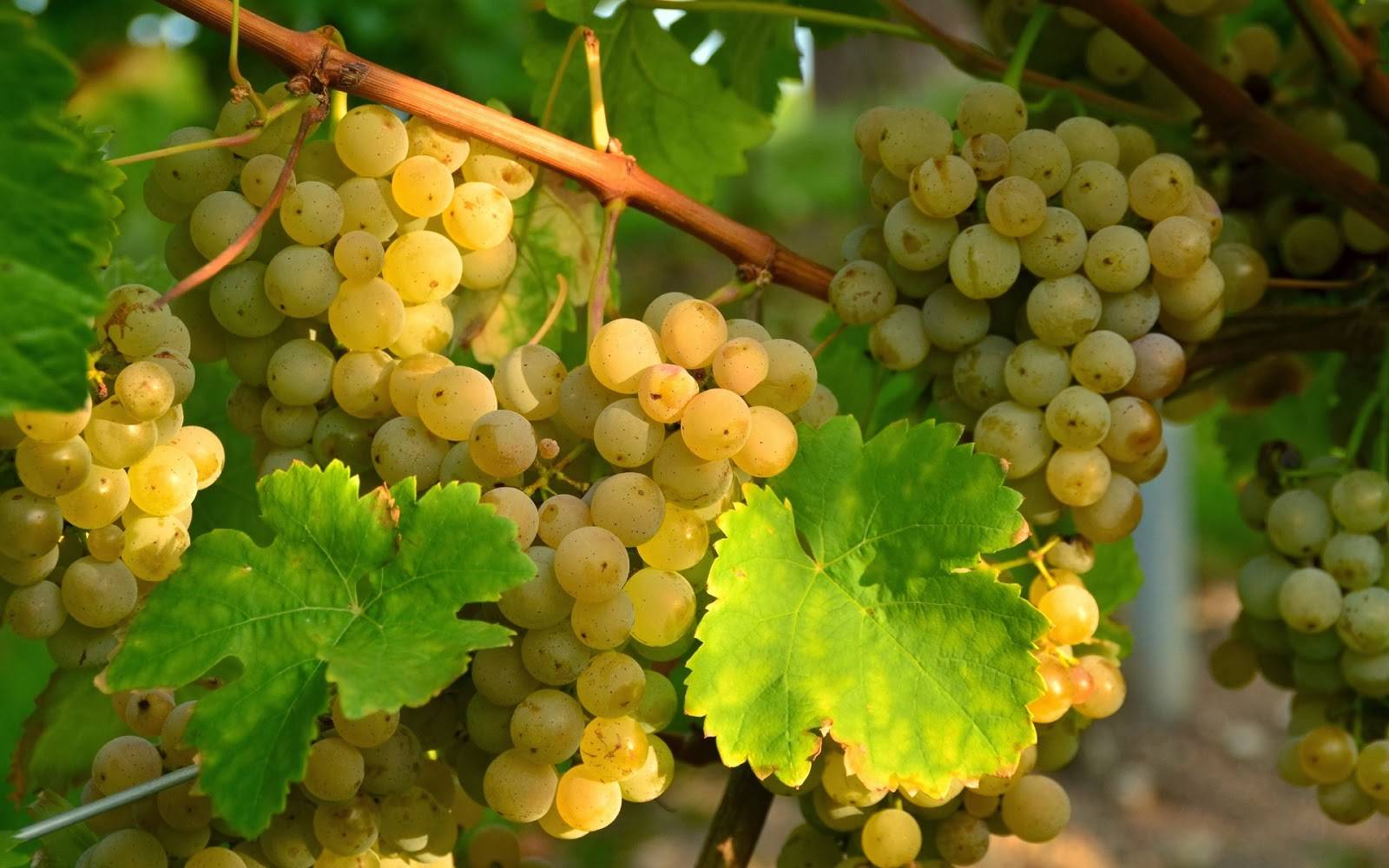 Грузинский винный сорт винограда ркацители