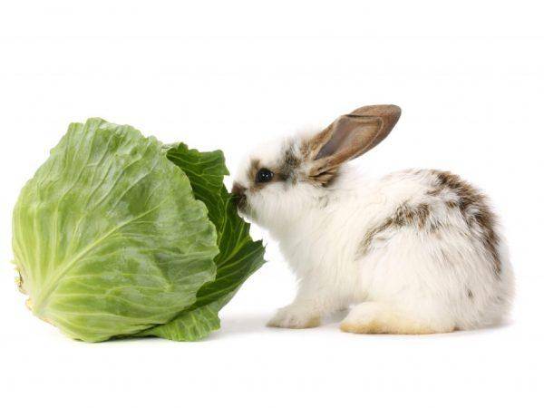 Как и чем можно кормить маленьких крольчат с крольчихой и без нее: рацион и нормы кормления