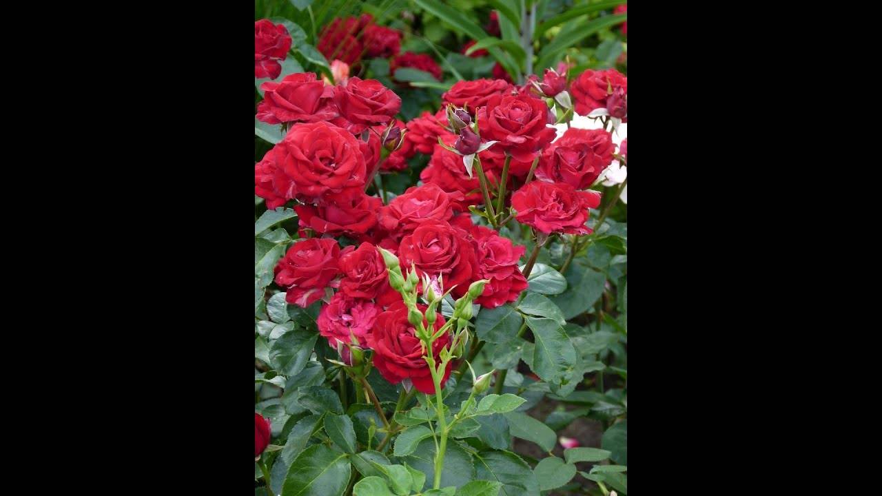 Роза никколо паганини (niccolo paganini) — описание сорта